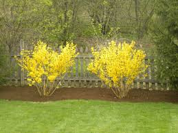 Tres Belle Boutique Isn T Spring Beautiful Landscape Design Backyard Landscaping Garden Shrubs