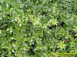 Image result for Jasminum fluminense