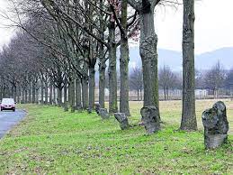 5 of 7000 oaks, kassel. Joseph Beuys Veranderte Kassel Jetzt Wird Eine Strasse Nach Ihm Benannt Kassel