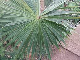Image result for Coccothrinax argentea