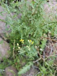 Image result for Eschenbachia stricta