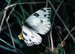 Image result for Pearsonia mesopontica