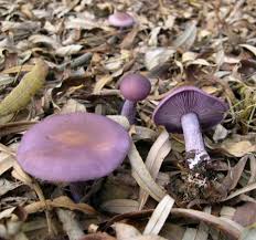 Sup cendawan dari cendawan kering! Clitocybe Nuda Cendawan Yang Boleh Dimakan Dan Beracun