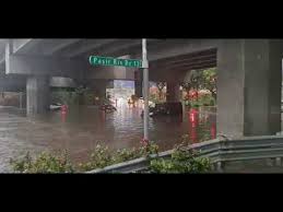 Due to the rapid urbanisation of singapore, we're no stranger to wildlife sightings in drains, homes, and public places. Bdzpb2zjomv 1m