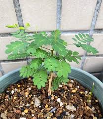 Image result for Acacia burkei