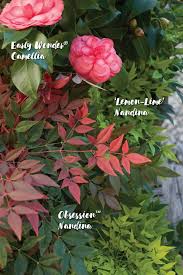 Lush And Lasting Late Season Color Autumn Comes Alive With This Charming Evergreen Trio Featuring Rich Color And Southern Garden Southern Living Plants Plants