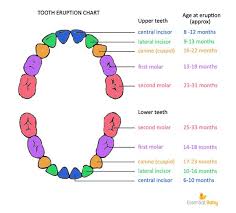Surviving Teething Baby Teething Chart Baby Teeth Order
