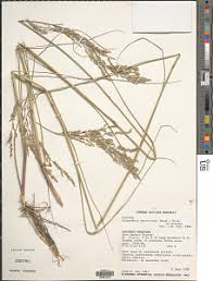 Image result for Eragrostis paniciformis