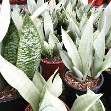 Image result for Sansevieria trifasciata