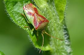 Image result for Entada chrysostachys