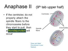 Draw a labeled diagram of metaphase. Meiosis Notes Ppt Video Online Download