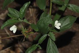 Image result for Rhinacanthus zambesiacus