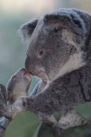 Kindness Yavru Koala Sevimli Hayvan Yavrulari Ve Memeliler
