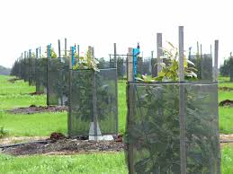 Fruit may not ripen in cool areas. Growing Avocados Frost Agriculture And Food