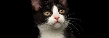 Discover how to take care of your aging kitty. Cat Years To Human Years How Old Is My Cat Cato9tales