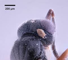 Mites come in various forms and usually attack animals but dust mites can eat human flakes of our skin. Parasites Or Hitchhikers Mites Found On Ceraphronoids