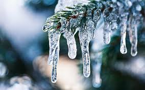 Check spelling or type a new query. How To Protect Your Garden From Freezing Temperatures Today S Homeowner