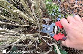 Image result for rosemary pruning