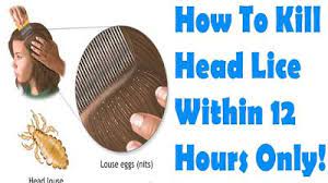 Nits cannot be washed, brushed, or soaked out of the hair. How To Remove Lice From Hair By Your Own Caraway Seeds Health Benefits Lice Removal Head Louse Getting Rid Of Lice