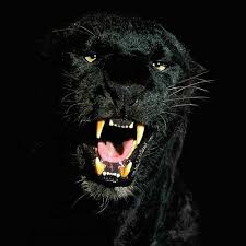  Pengisian Khodam Macan Kumbang Macan Kumbang Black Panthers Panther