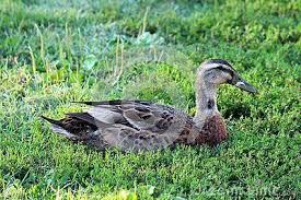 Bird With Orange Beak And Black And White Feathers Dark Grey Feathered Duck With Small White Feather On Beak Sitting On Soft Green Grass Enjoying Warm Sun Soft Green Green Grass White Feathers
