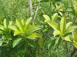 Image result for Manilkara zapota