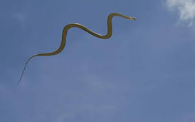 Flying Snakes Sky Diving Reptiles Animals Snake Weird Animals
