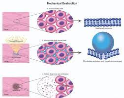 Growth factors in animal cell culture. Serum Substitution Angel Yeast Launched New Yeast Extract For Cell Culture Industry Microbial Nutrition Angel Yeast