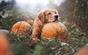 Download Wallpapers Labrador Retriever Large Brown Dog Pet Pumpkin Garden Halloween Autumn Golden Retriever Dogs Besthqwallpapers Com Dog Photoshoot Dog Photography Dog Photos