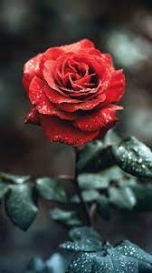 Rose Wallpaper Background For Phones Apple Iphone 6 6s 7 Wallpaper Iphone Roses Red Roses Wallpaper Rose Wallpaper