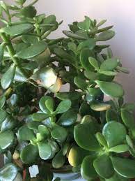 Garden Answers Plant Identification Plants Plant Cuttings Jade Plants