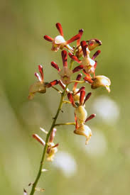 Image result for Eulophia angolensis