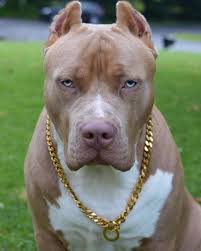 Pin En Dogs