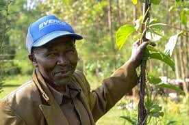 Image result for Mondia ecornuta