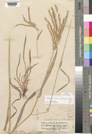 Image result for Acrachne