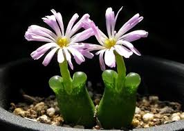 Image result for Conostomium