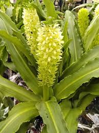 Image result for Eucomis