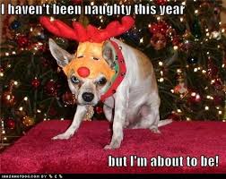 We did not find results for: Funny Dog Christmas Memes