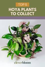 Image result for hoya plant flower