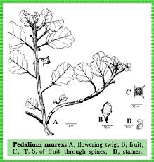 Image result for Pedalium murex