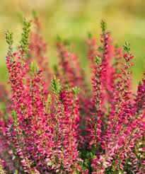 Cottage Farms Direct Live Calluna Dark Beauty Summer Heather Plant Zulily Heather Plant Dark Beauty Farm Direct