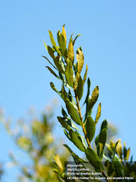 Image result for Myrica serrata