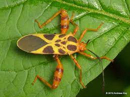 Leaf Footed Bug Coreidae Leaf Footed Bug Bugs Shield Bugs