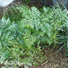 Image result for Rumohra adiantiformis