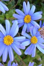 Follow us for information on location and times like us on instagram & facebook @crazydaisyflowertruck. Shawna Collier Shawnancollier Profile Pinterest