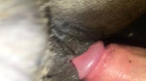 a Guy Fucking Female Horse in ass Part 4