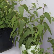 Image result for Eucalyptus citriodora