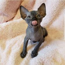Dry, canned or raw food? Raw Diet For Cats Nocoatkitty Sphynx
