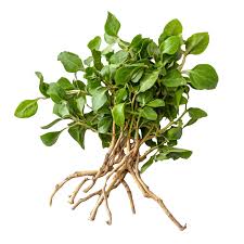 Image result for Tiliacora