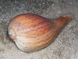 Image result for Ficus pseudomangifera